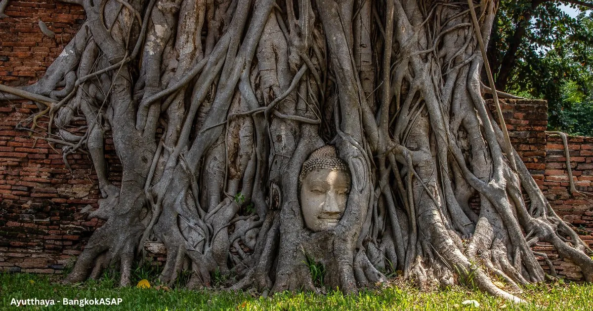 Sandstone Buddha head held in the roots of a bodhi tree at Wat Mahathat, Ayutthaya